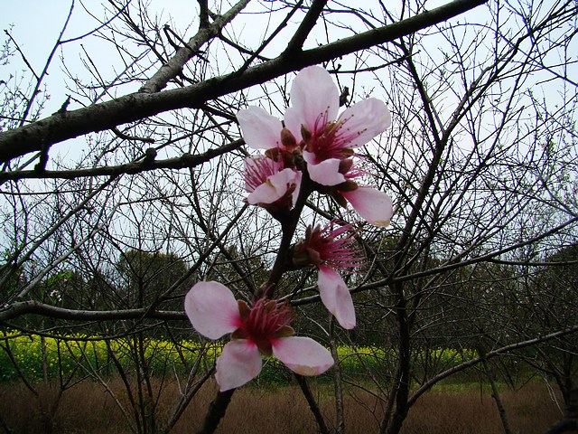 DSC04511fu.jpg