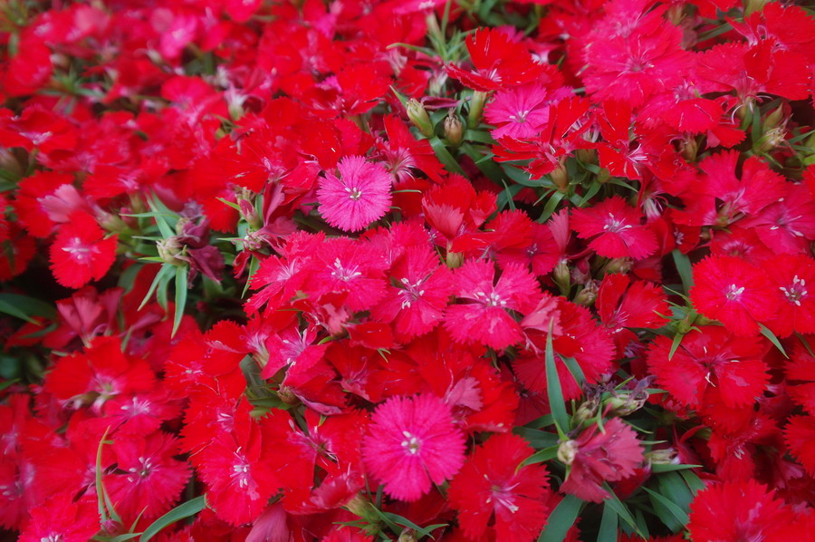SAM_1162_��С��С.JPG