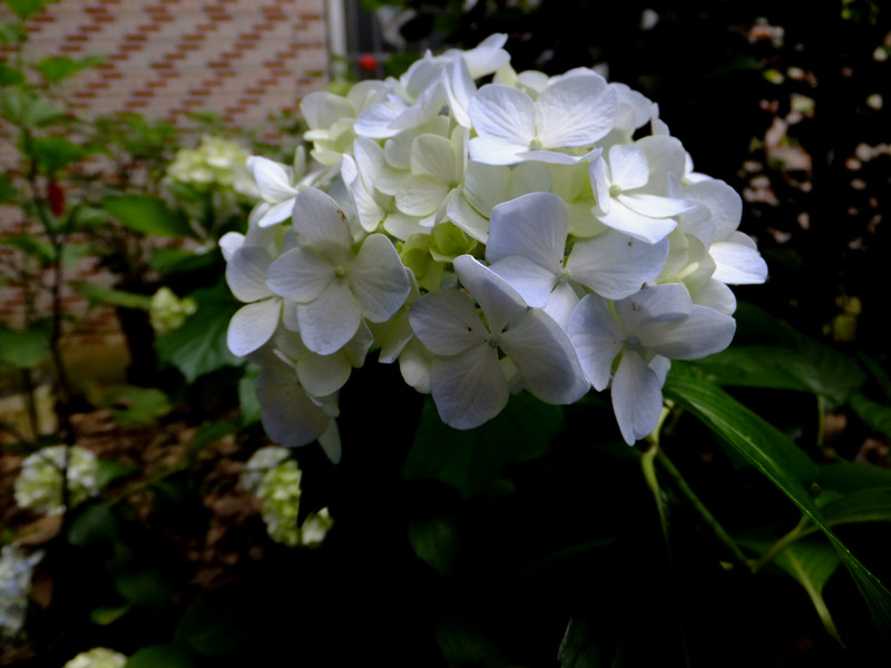 dscf4668_����.jpg