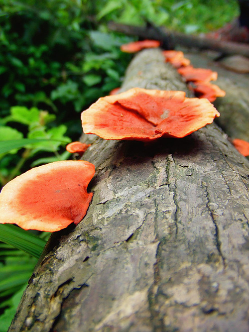 dscf4390_����.jpg