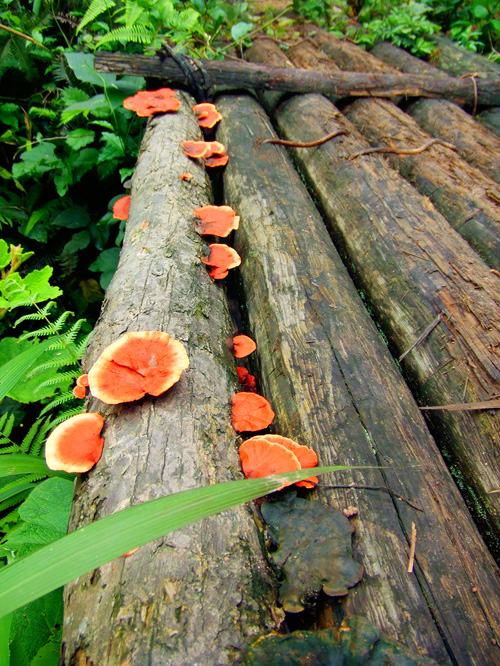 dscf4389_����.jpg
