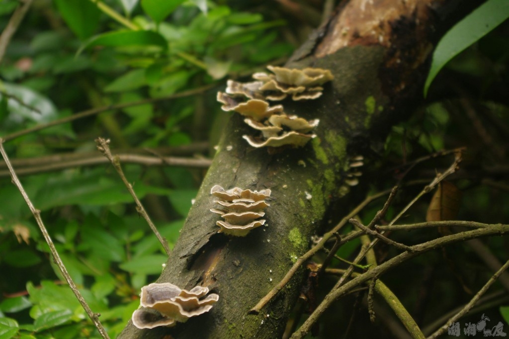 conew_imgp1477.jpg