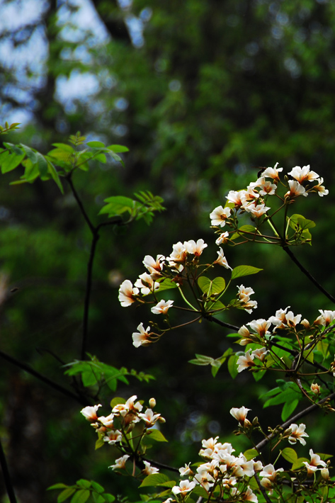 200804241543249397341-258587.jpg