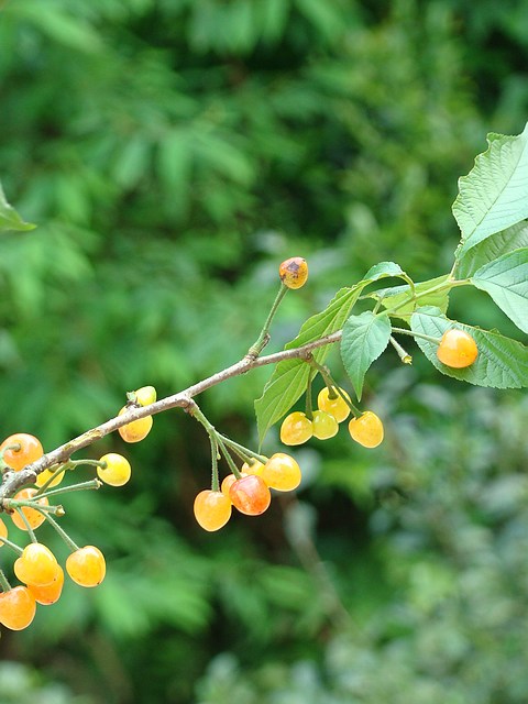 DSC05383fu.jpg