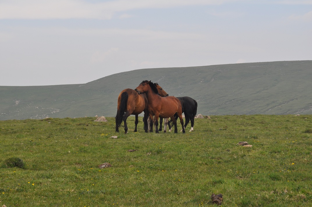 DSC_0368.JPG
