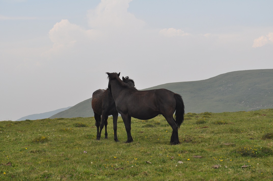 DSC_0369.JPG
