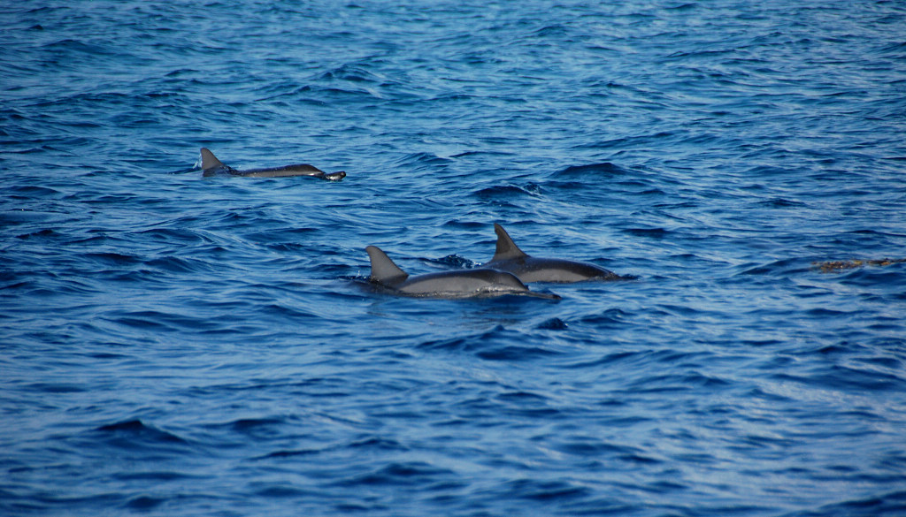 DSC_0982.jpg