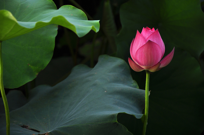 DSC_0159.jpg