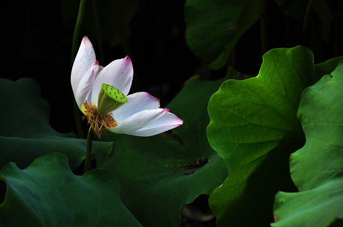 DSC_0162.jpg