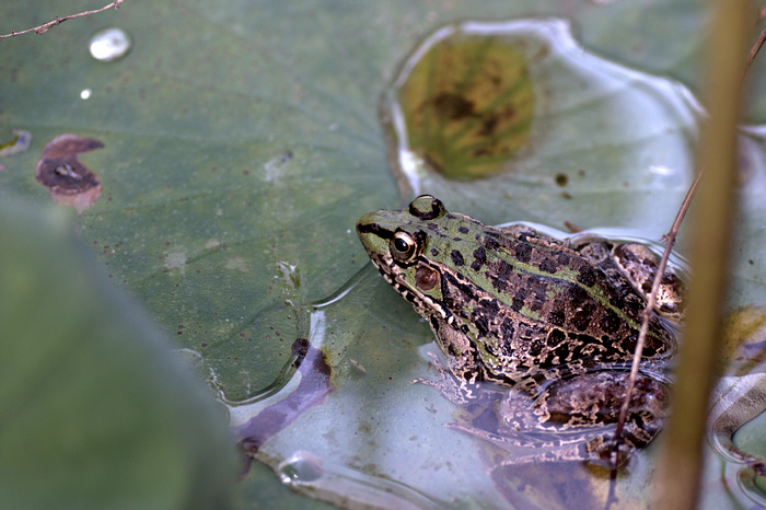DSC_0336.jpg
