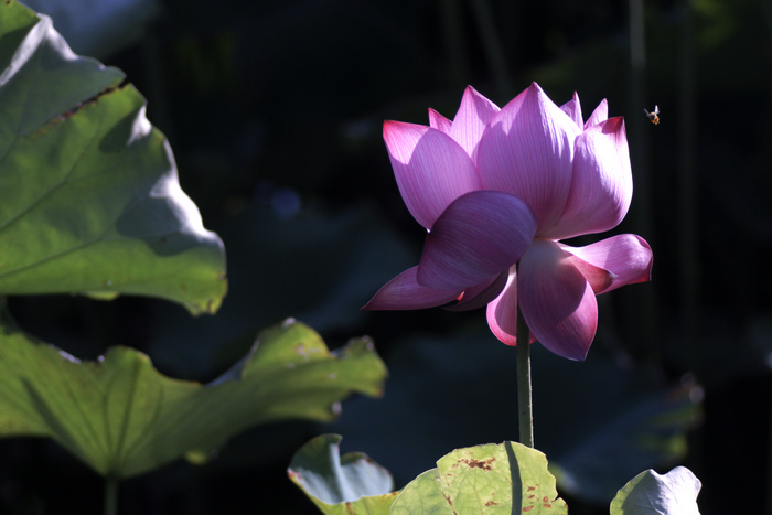 DSC_0279.jpg
