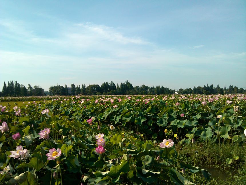 IMG_20120708_080853.jpg