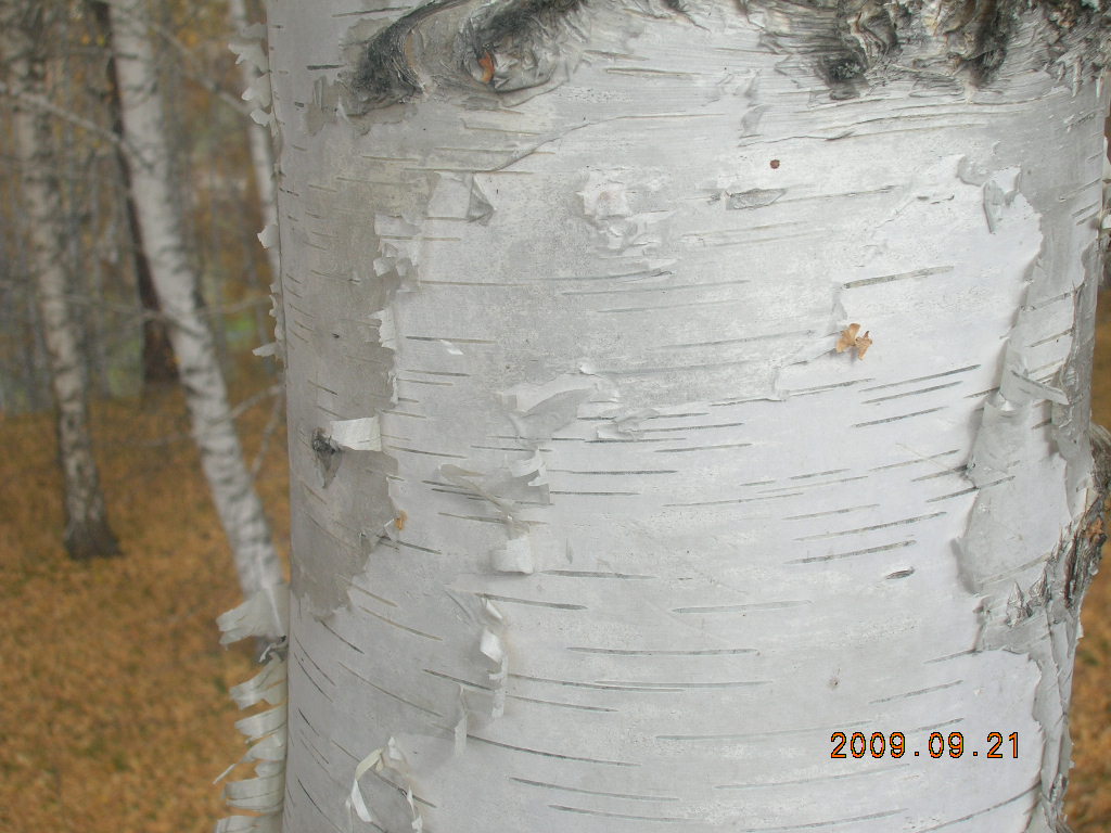 DSCN2903.JPG