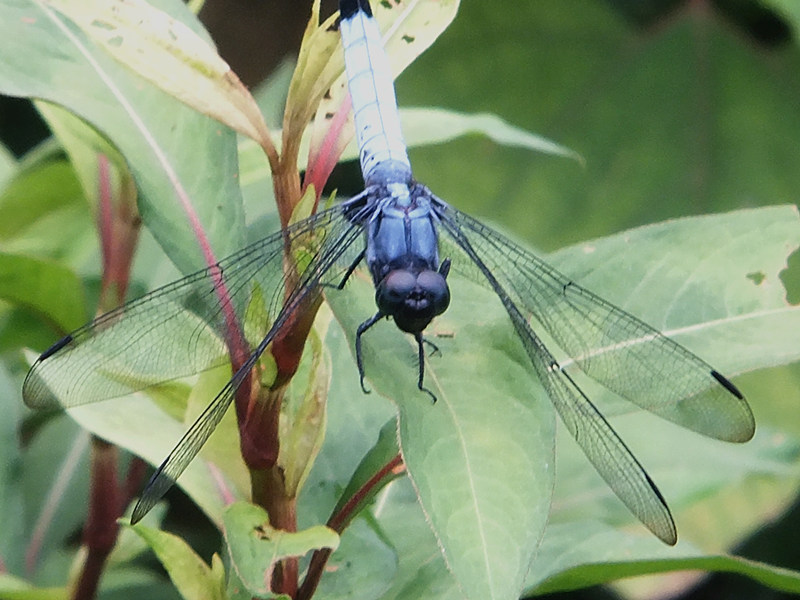 dscf8313_����.jpg