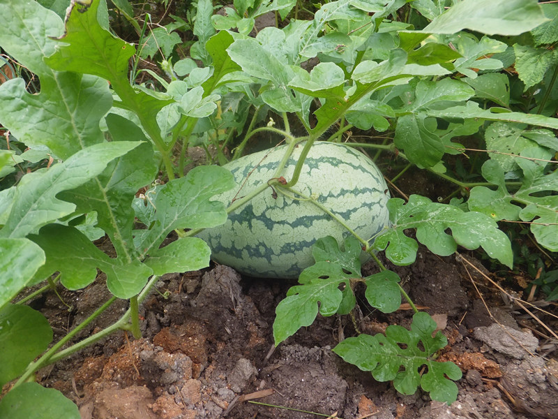 dscf8398_����.jpg