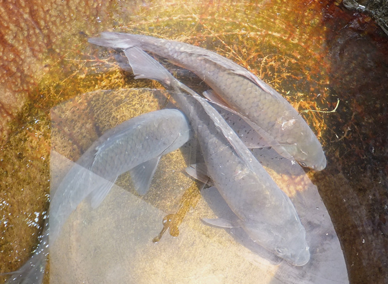 DSCF6201_����.jpg