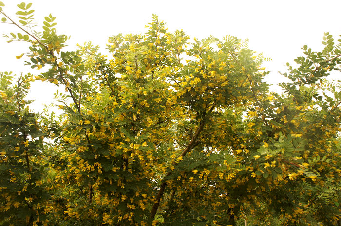 DSC07201.JPG