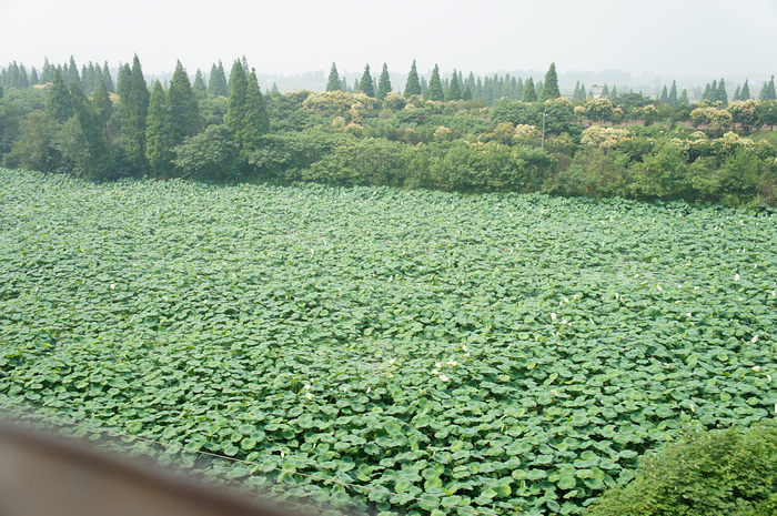 DSC08747.JPG