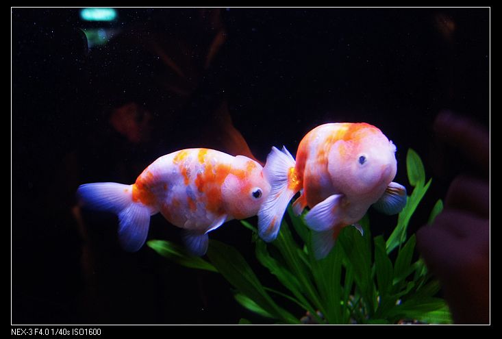 nEO_IMG_DSC03694.jpg