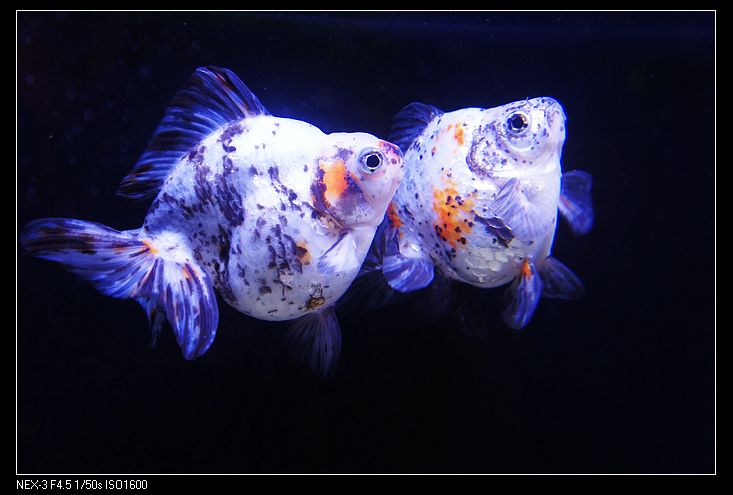 nEO_IMG_DSC03685.jpg