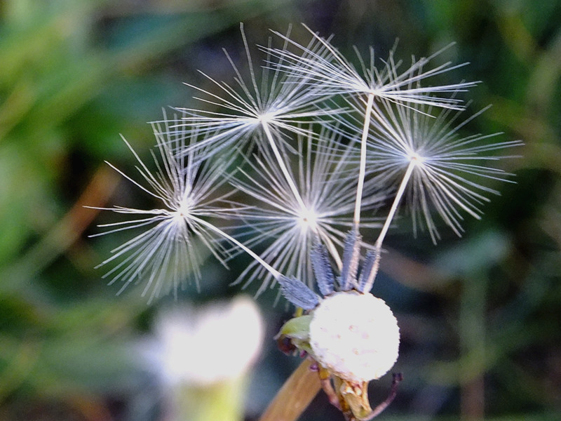 DSCF0477_����.jpg