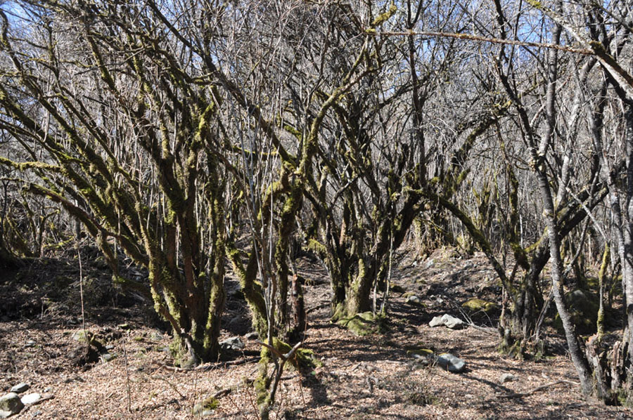 DSC_0919.JPG