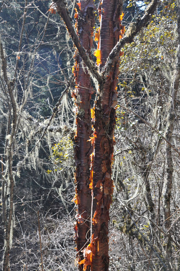 DSC_0961.JPG