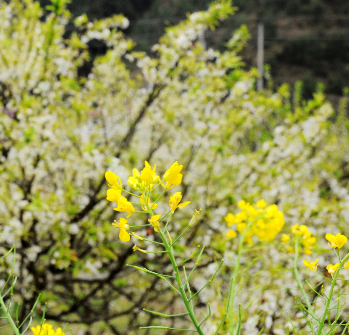 DSC_7345.JPG
