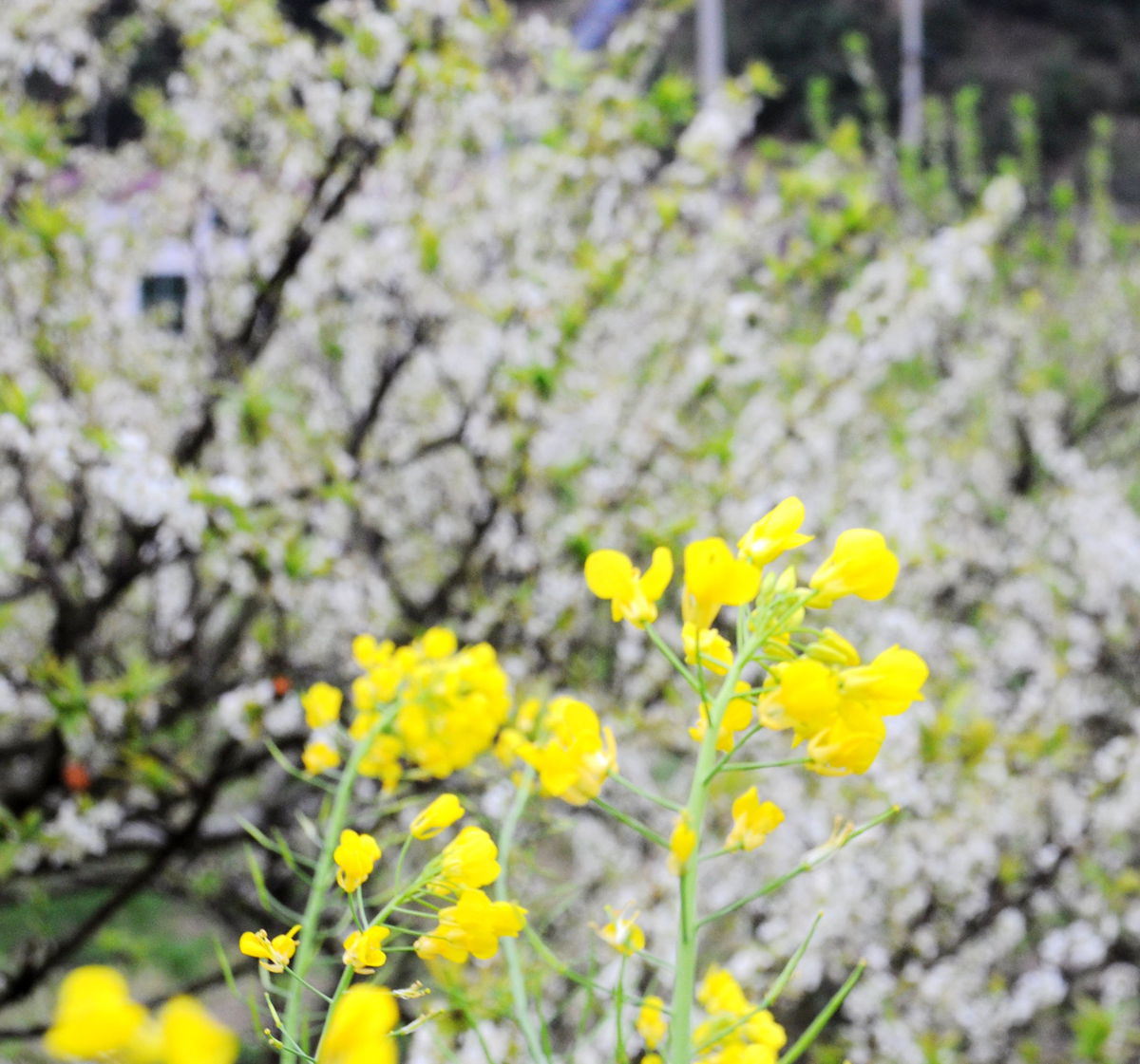 DSC_7347.JPG