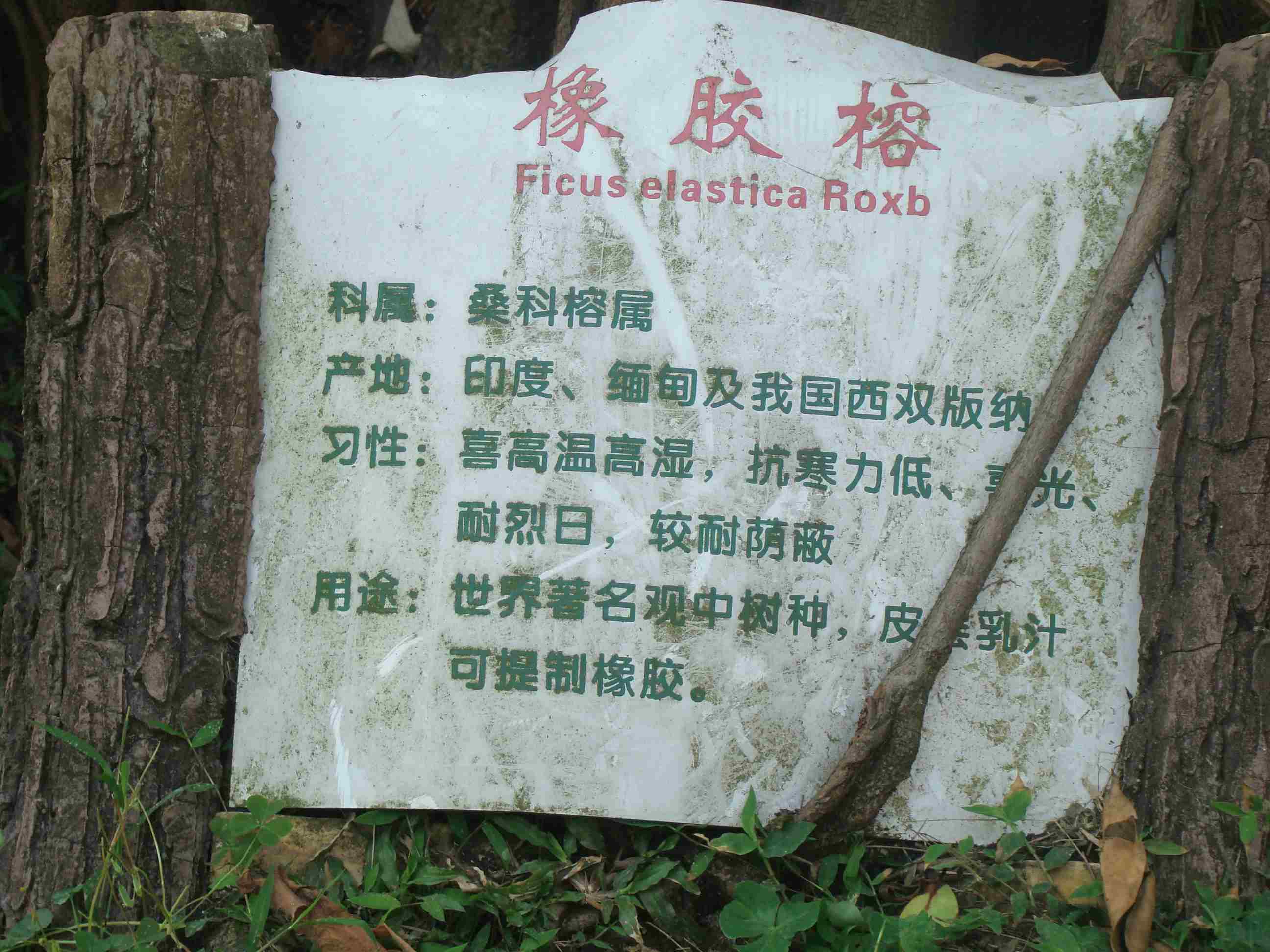 DSC09241.jpg