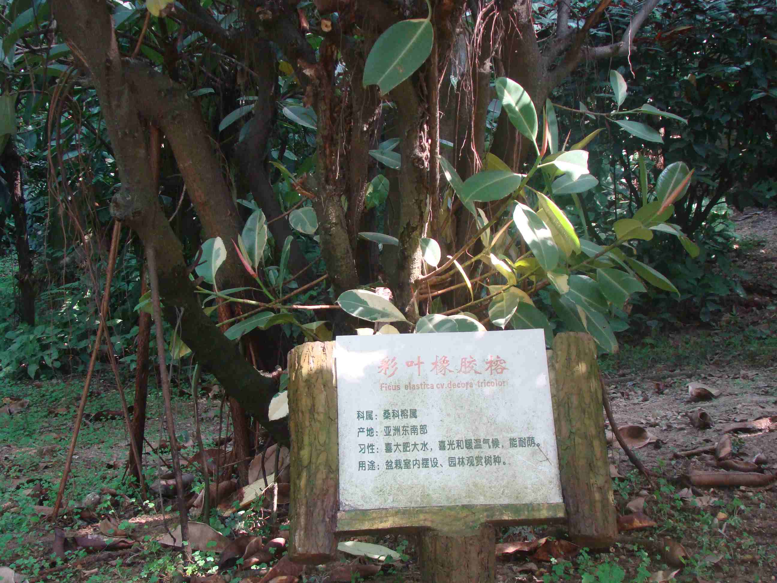 DSC09234.jpg