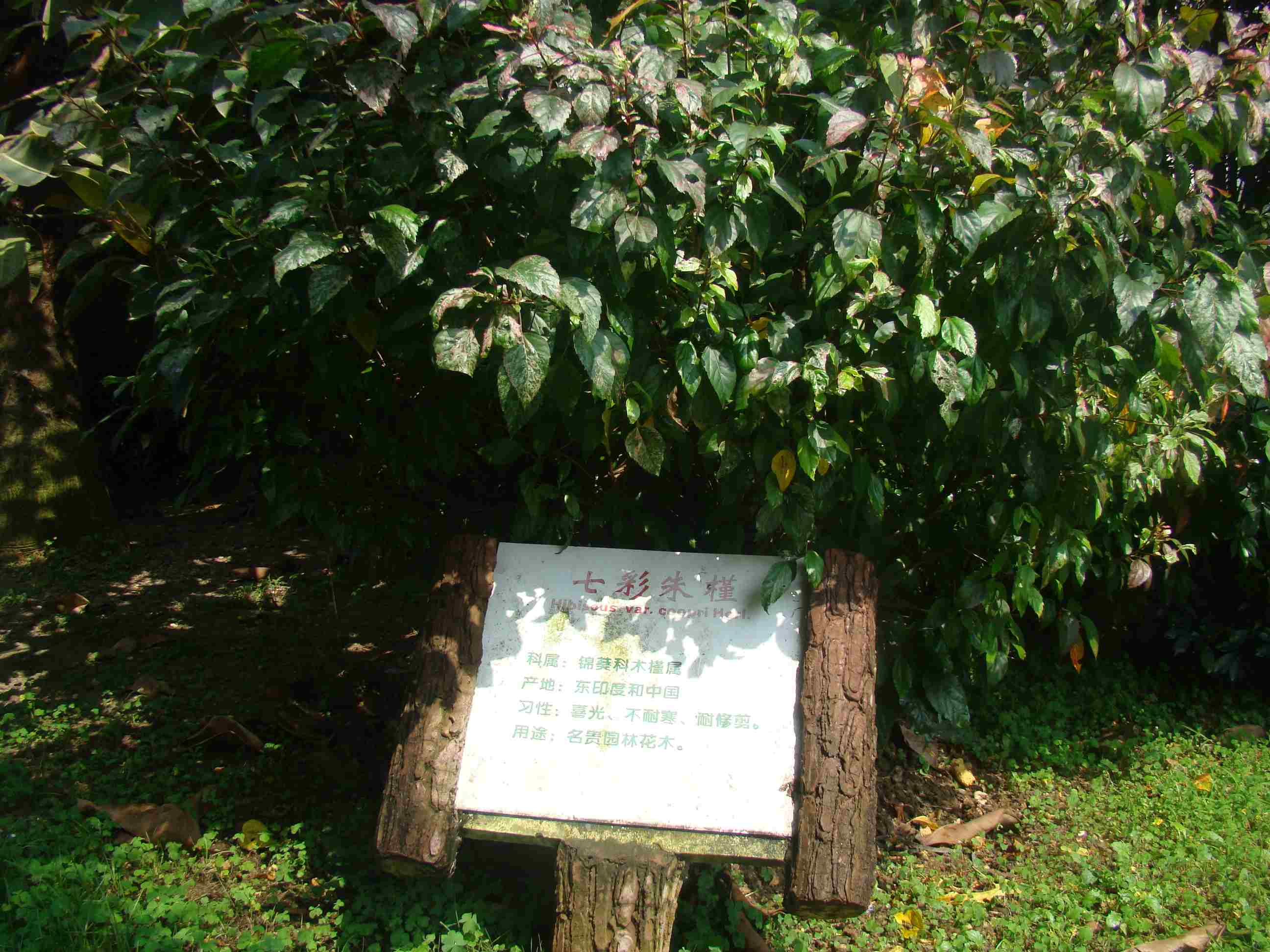 DSC09236.jpg