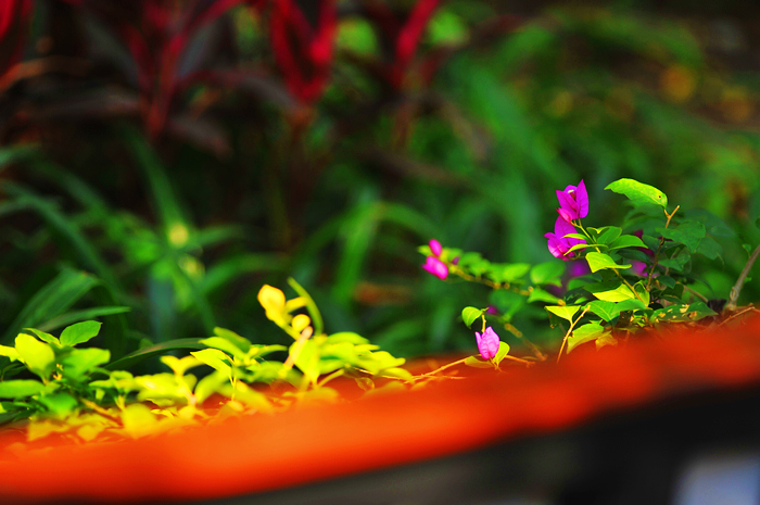 nEO_IMG_DSC_7786.jpg
