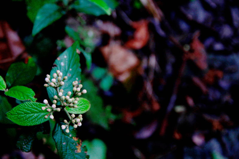 _MG_0876.jpg