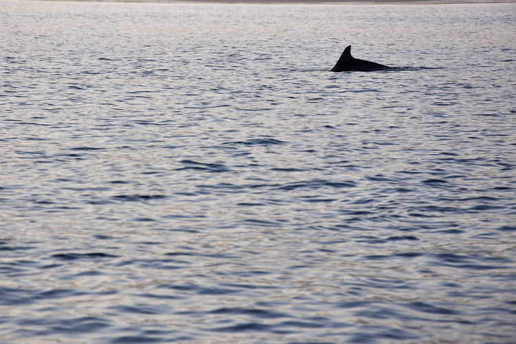 DSC_6729.JPG