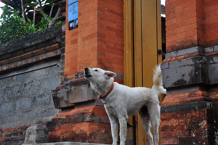 DSC_8137.JPG