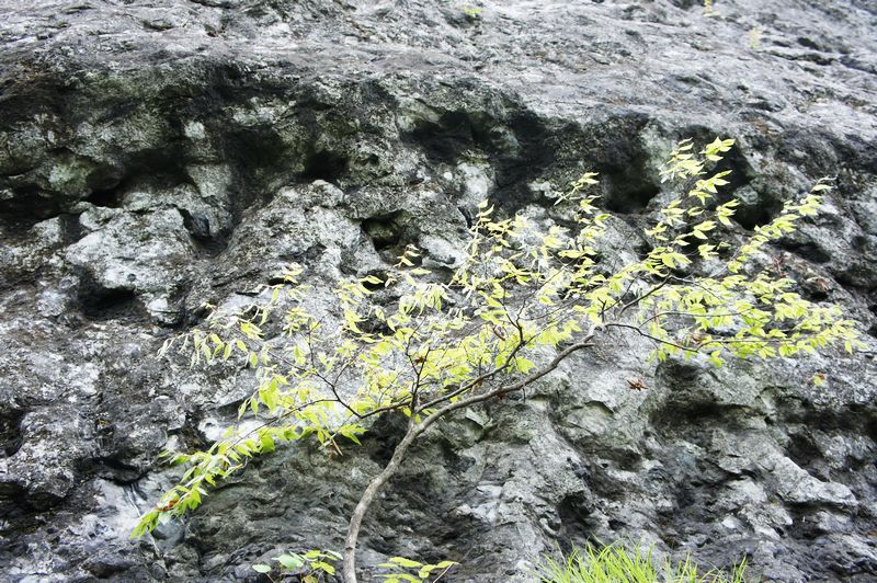 nEO_IMG_DSC03607.jpg