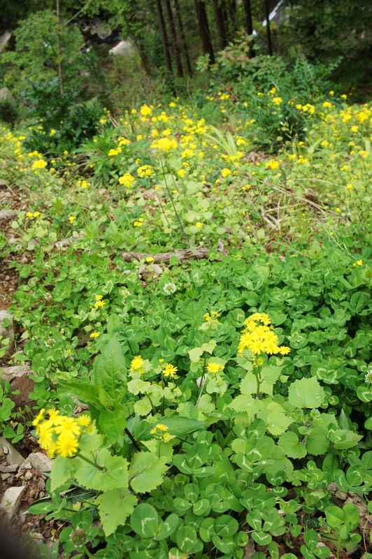 nEO_IMG_DSC04029.jpg