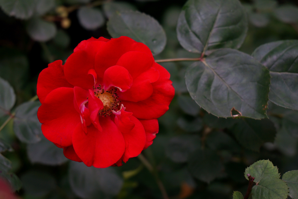 DSC00283.JPG