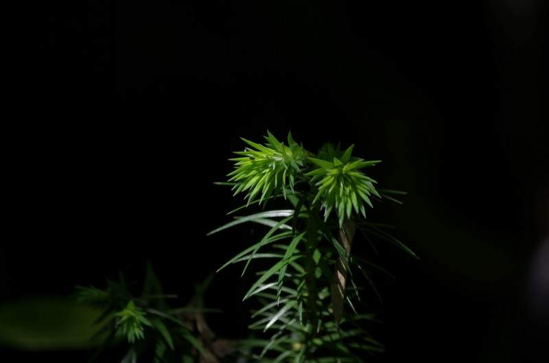 conew__igp7476.jpg