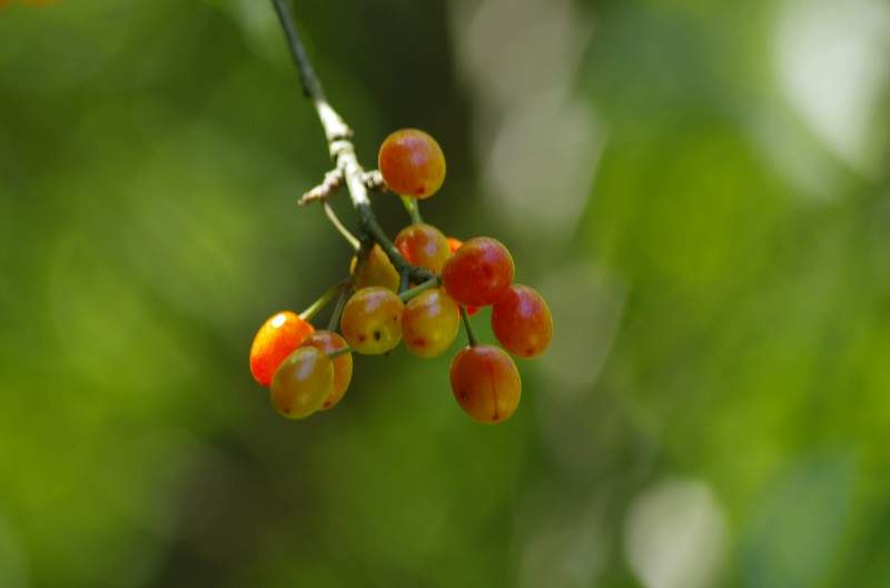 conew__igp7461.jpg