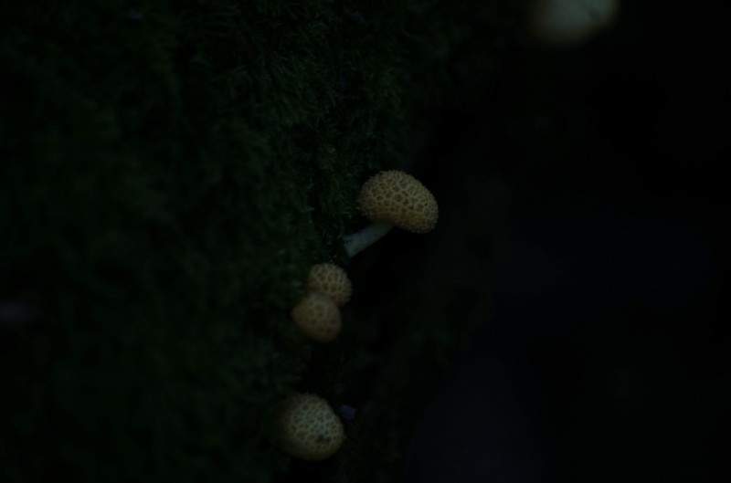 conew__igp7493.jpg