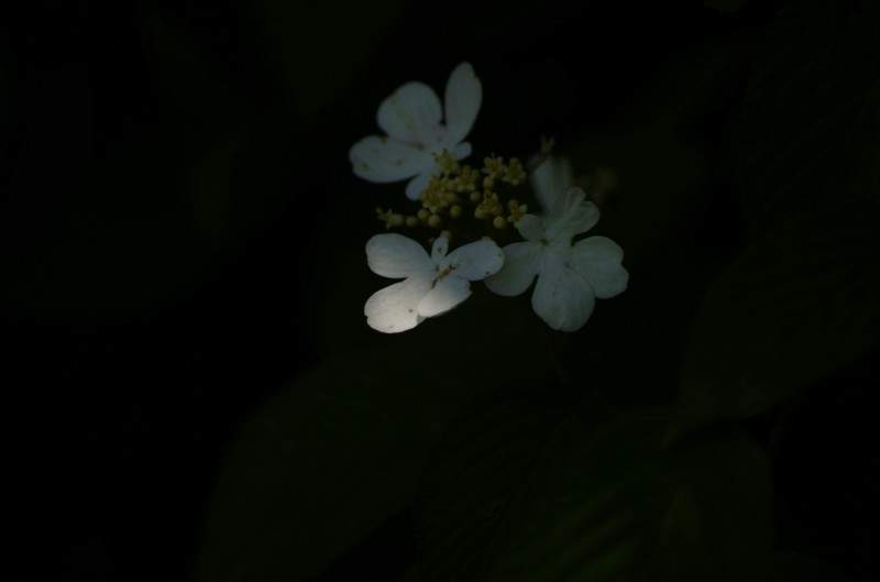 conew__igp7495.jpg