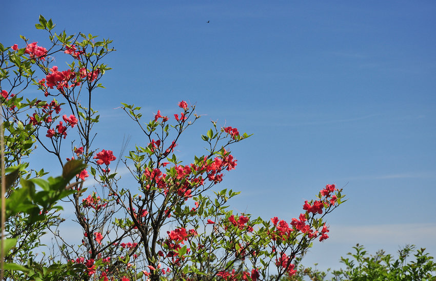 DSC_2214.jpg