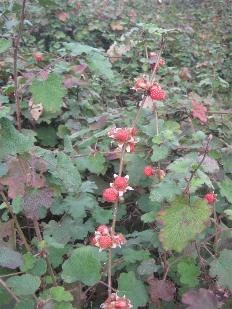 IMG_0092.JPG