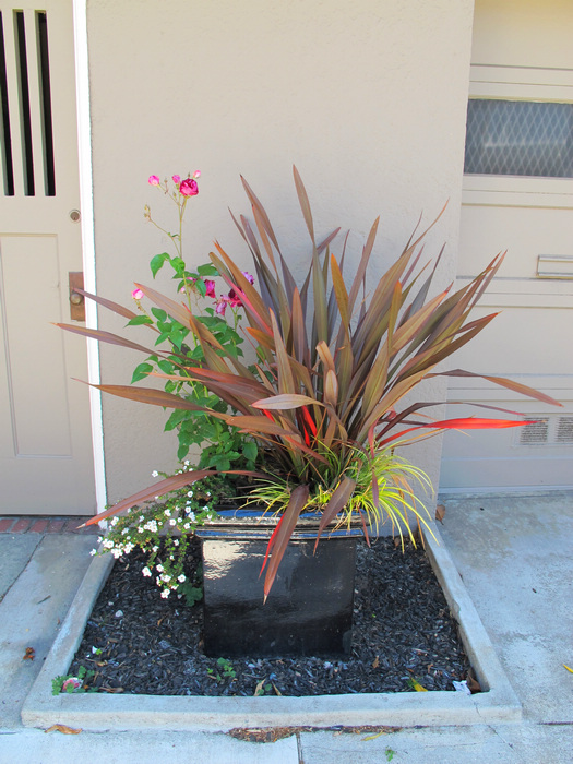 �辰1.jpg