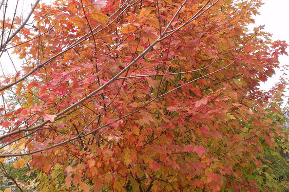 DSCF1348.JPG
