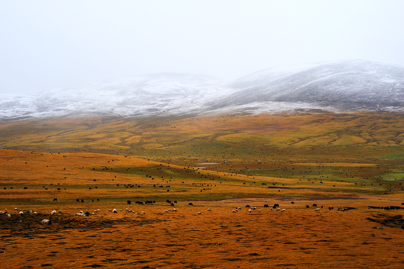 DSC_4720.JPG
