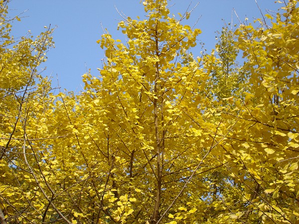 DSC08402.jpg