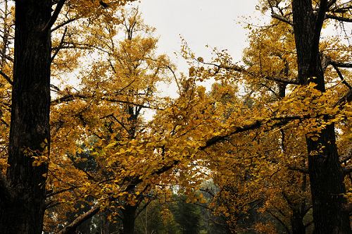 _DSC4665.jpg